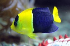 Blaugelber Zwergkaiserfisch (Centropyge bicolor) im Tierpark + Fossilium Bochum