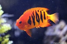 Flammen-Zwergkaiserfisch (Centropyge loricula) im Tierpark + Fossilium Bochum