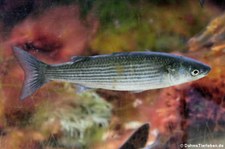 Dicklippige Meeräsche (Chelon labrosus) im Tierpark und Fossilium Bochum