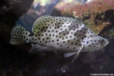 Paddelbarsch (Chromileptes altivelis) im Tierpark + Fossilium Bochum