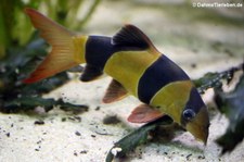 Prachtschmerle (Chromobotia macracanthus) im Tierpark + Fossilium Bochum