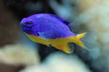 Azur-Demoiselle (Chromis viridis) im Tierpark und Fossilium Bochum