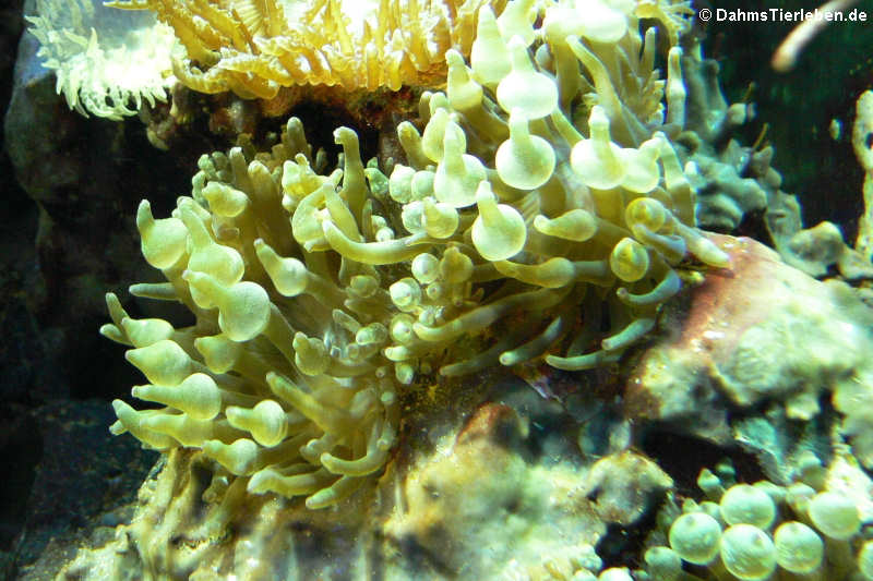 Fleischanemone Cribrinopsis crassa-1