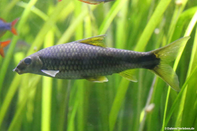 Crossocheilus reticulatus-1