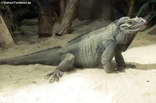 Nashornleguan (Cyclura cornuta) im Tierpark und Fossilium Bochum