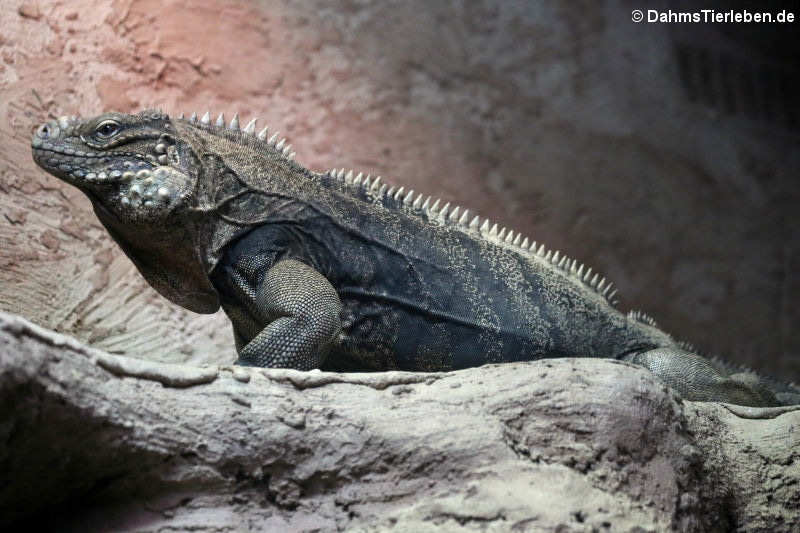 Kubanischer Wirtelschwanzleguan (Cyclura nubila nubila)