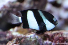 Dreibinden-Preußenfisch (Dascyllus aruanus) im Tierpark und Fossilium Bochum