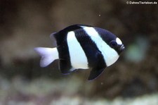 Dreibinden-Preußenfisch (Dascyllus aruanus) im Tierpark und Fossilium Bochum