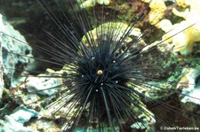 Diademseeigel (Diadema setosum) im Tierpark und Fossilium Bochum