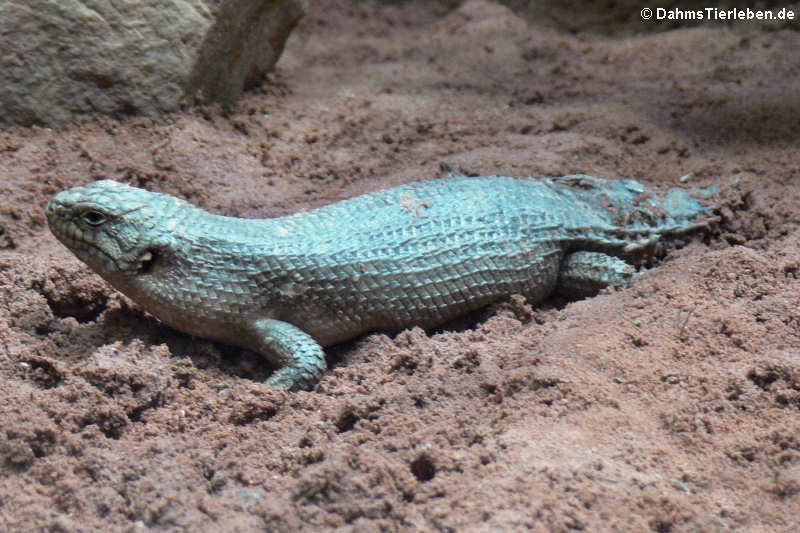 Dornschwanz-Stachelskink (Egernia stokesii)