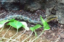 Schönnatter (Elaphe taeniura) im Tierpark Bochum