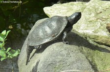 Europäische Sumpfschildkröte (Emys orbicularis) im Tierpark und Fossilium Bochum