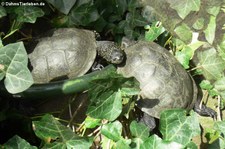 Europäische Sumpfschildkröte (Emys orbicularis) im Tierpark und Fossilium Bochum