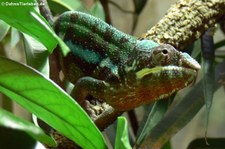 Pantherchamäleon (Furcifer pardalis) im Tierpark + Fossilium Bochum