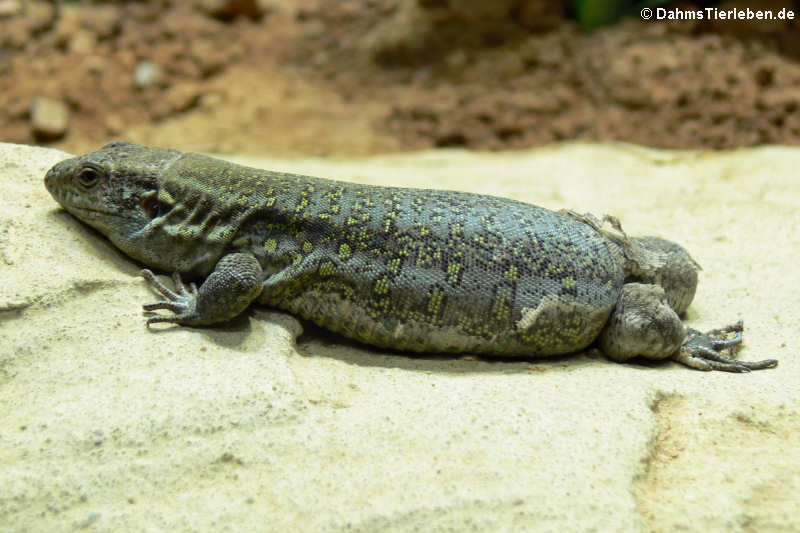 Gallotia galloti eisentrauti-3