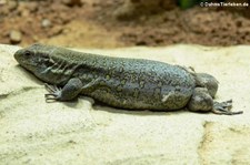 Westkanareneidechse (Gallotia galloti eisentrauti) im Tierpark und Fossilium Bochum