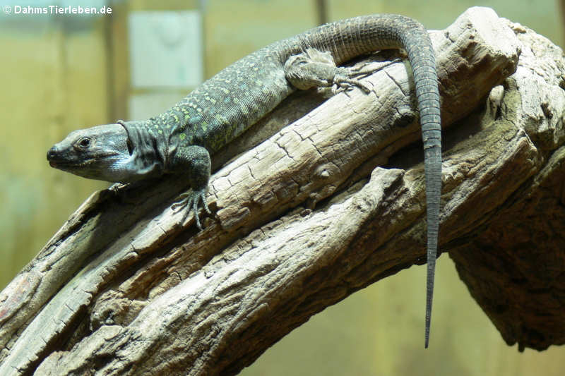 Gallotia galloti eisentrauti-2