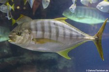 Schwarzgoldene Pilotmakrele (Gnathanodon speciosus) im Tierpark + Fossilium Bochum