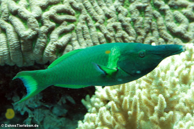 Grüner Vogel-Lippfisch Gomphosus varius-3