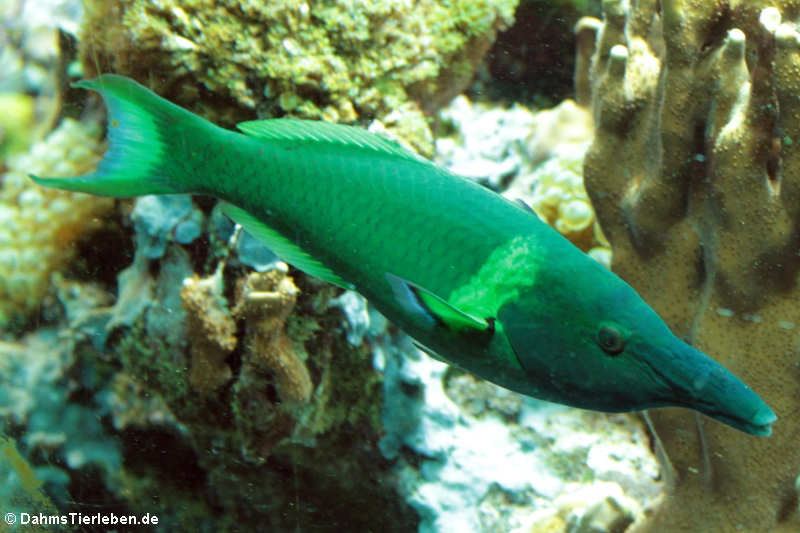 Grüner Vogel-Lippfisch (Gomphosus varius)