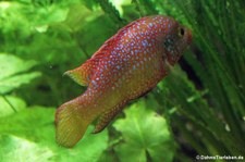 Roter Buntbarsch (Hemichromis bimaculatus) im Tierpark + Fossilium Bochum