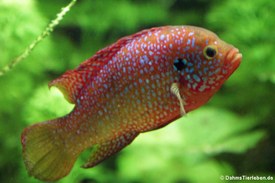 Roter Buntbarsch (Hemichromis bimaculatus)