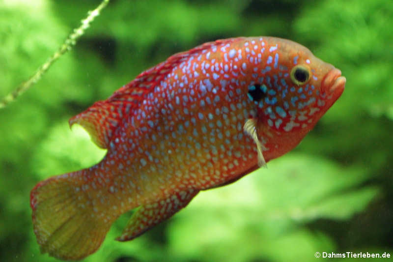 Roter Buntbarsch (Hemichromis bimaculatus)