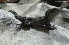 Australische Wasseragame (Intellagama lesueurii) im Tierpark und Fossilium Bochum