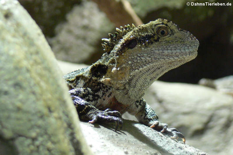 Östliche Wasseragame (Intellagama lesueurii lesueurii)