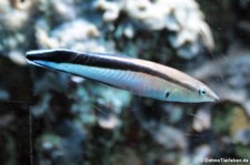 Gewöhnlicher Putzerfisch (Labroides dimidiatus) im Tierpark + Fossilium Bochum