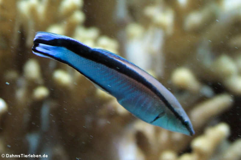 Gewöhnlicher Putzerfisch Labroides dimidiatus-2