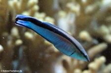 Gewöhnlicher Putzerfisch (Labroides dimidiatus) im Tierpark + Fossilium Bochum