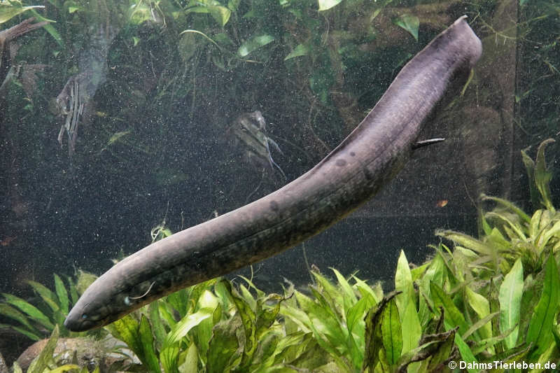 Lepidosiren paradoxa-1