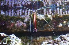 Indopazifische Weißband-Putzergarnele (Lysmata amboinensis) im Tierpark + Fossilium Bochum