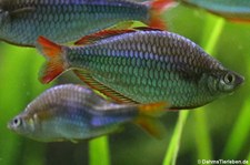 Diamant-Regenbogenfische (Melanotaenia praecox) im Tierpark + Fossilium Bochum