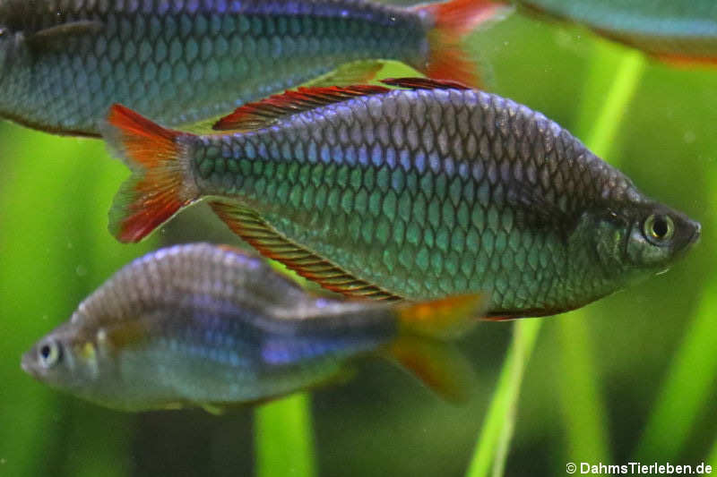 Diamant-Regenbogenfische (Melanotaenia praecox)