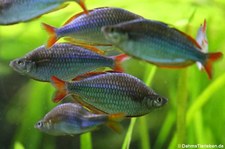 Diamant-Regenbogenfische (Melanotaenia praecox) im Tierpark + Fossilium Bochum