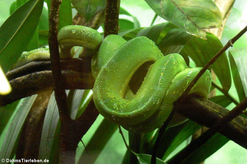 Grüner Baumpython (Morelia viridis)