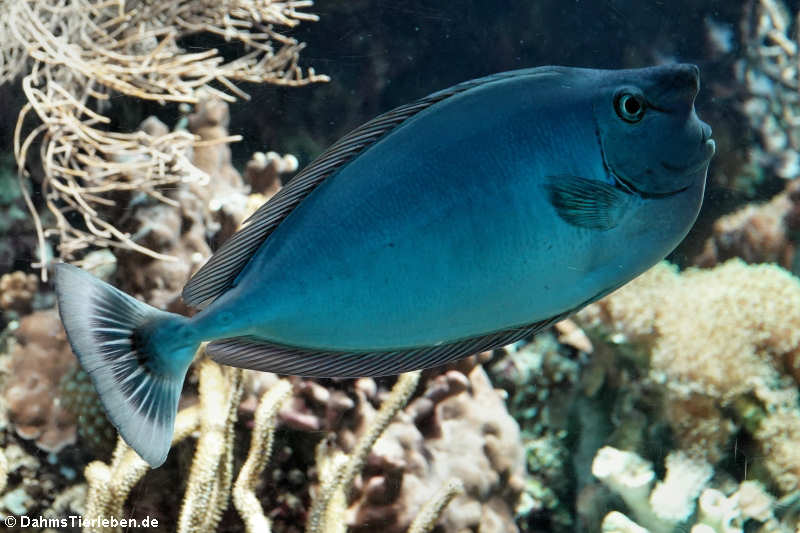 Langnasen-Doktorfisch (Naso brevirostris)