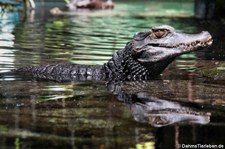 Brauen-Glattstirnkaiman (Paleosuchus palpebrosus) im Tierpark + Fossilium Bochum