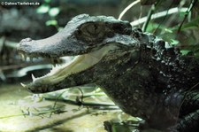 Brauen-Glattstirnkaiman (Paleosuchus palpebrosus) im Tierpark + Fossilium Bochum