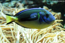 Paletten-Doktorfisch (Paracanthurus hepatus) im Tierpark + Fossilium Bochum