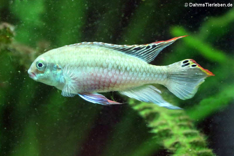 Purpurprachtbarsch (Pelvicachromis pulcher)