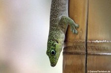 Querstreifen-Taggecko (Phelsuma standingi) im Tierpark + Fossilium Bochum