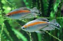 Phenacogrammus interruptus