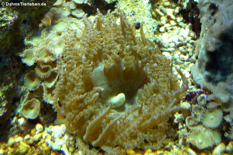 Buitendijks Sandanemone Phymanthus buitendijki-1