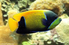 Blaugürtel-Kaiserfisch (Pomacanthus navarchus) im Tierpark + Fossilium Bochum