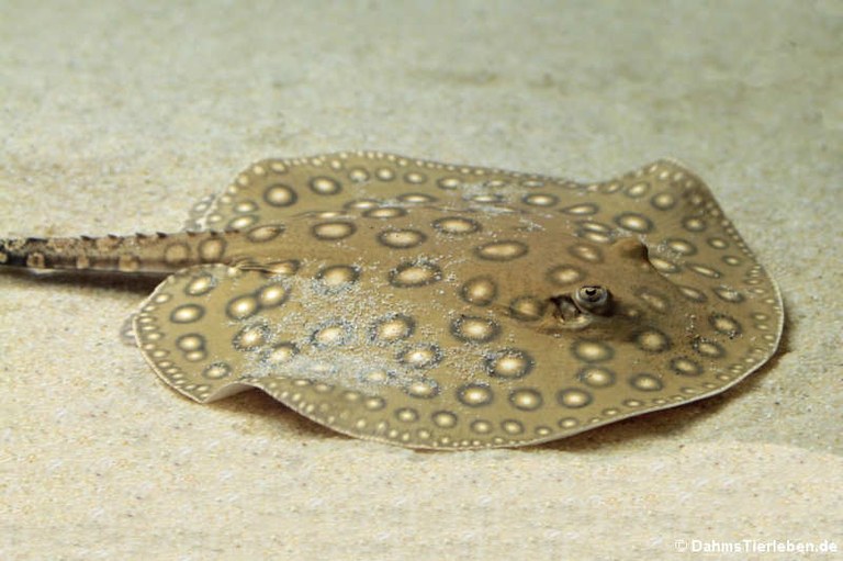 Potamotrygon motoro