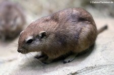 Fette Sandratte (Psammomys obesus) im Tierpark + Fossilium Bochum