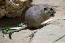 Fette Sandratte (Psammomys obesus) im Tierpark + Fossilium Bochum